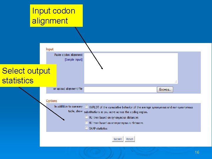 Input codon alignment Select output statistics 16 