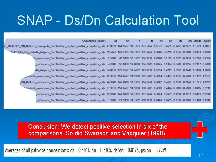 SNAP - Ds/Dn Calculation Tool Conclusion: We detect positive selection in six of the