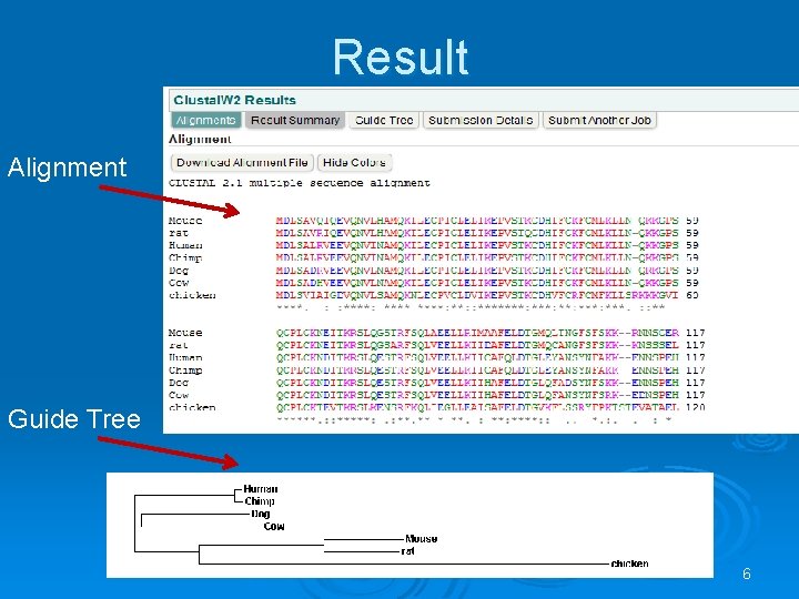 Result Alignment Guide Tree 6 