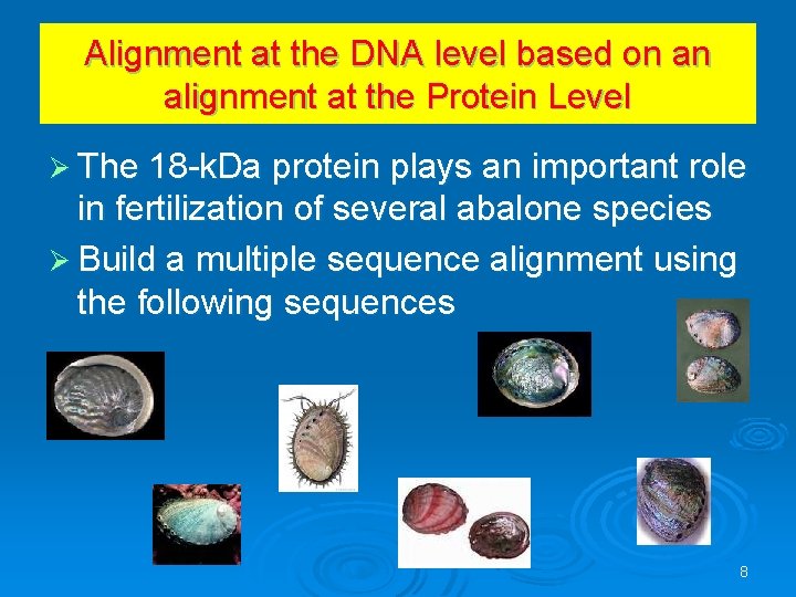 Alignment at the DNA level based on an alignment at the Protein Level Ø