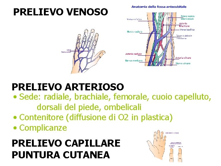 PRELIEVO VENOSO PRELIEVO ARTERIOSO • Sede: radiale, brachiale, femorale, cuoio capelluto, dorsali del piede, PRELIEVO VENOSO PRELIEVO ARTERIOSO • Sede: radiale, brachiale, femorale, cuoio capelluto, dorsali del piede,