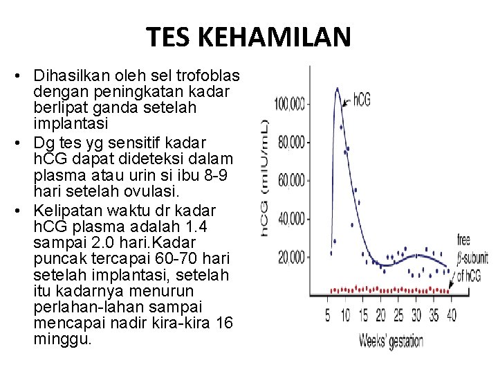 TES KEHAMILAN • Dihasilkan oleh sel trofoblas dengan peningkatan kadar berlipat ganda setelah implantasi