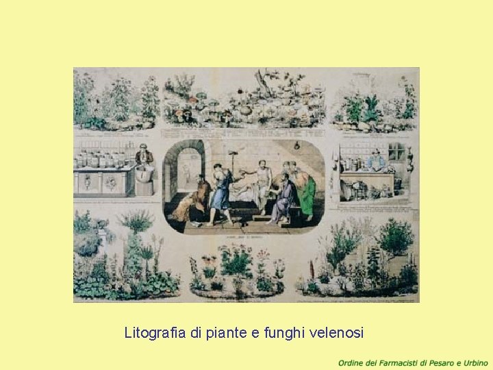 Litografia di piante e funghi velenosi 