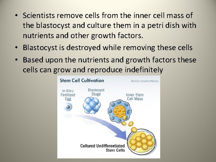  • Scientists remove cells from the inner cell mass of the blastocyst and