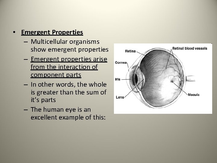  • Emergent Properties – Multicellular organisms show emergent properties – Emergent properties arise