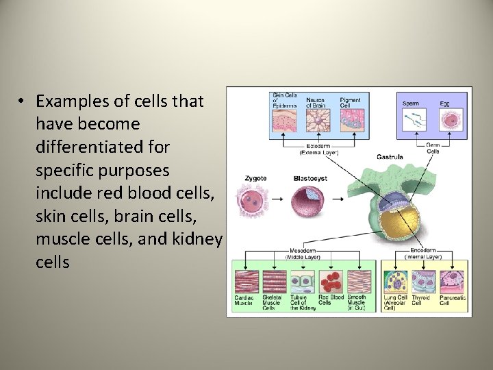  • Examples of cells that have become differentiated for specific purposes include red