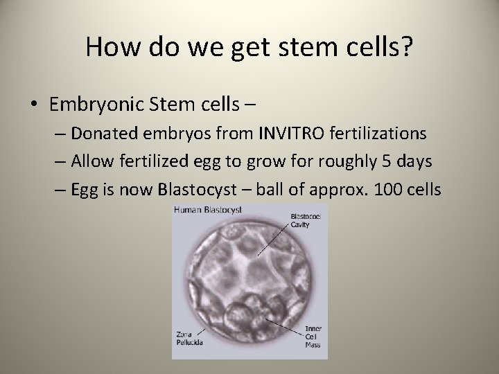 How do we get stem cells? • Embryonic Stem cells – – Donated embryos