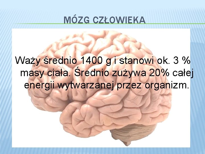 MÓZG CZŁOWIEKA Waży średnio 1400 g i stanowi ok. 3 % masy ciała. Średnio