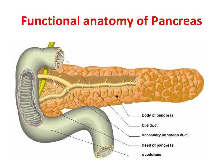 Functional anatomy of Pancreas 