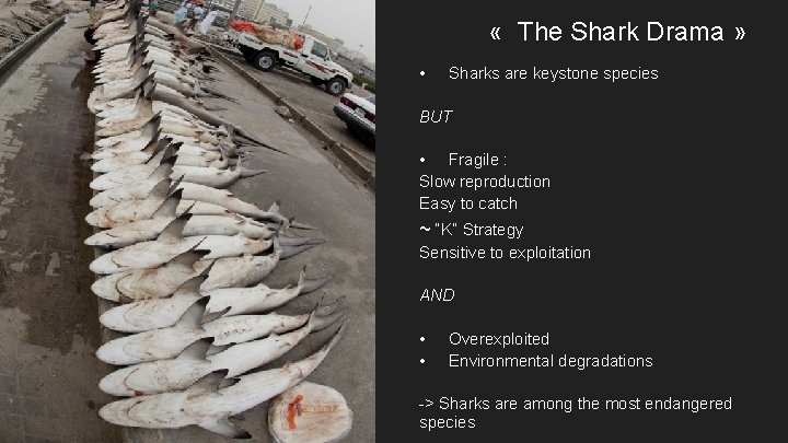  « The Shark Drama » • Sharks are keystone species BUT • Fragile