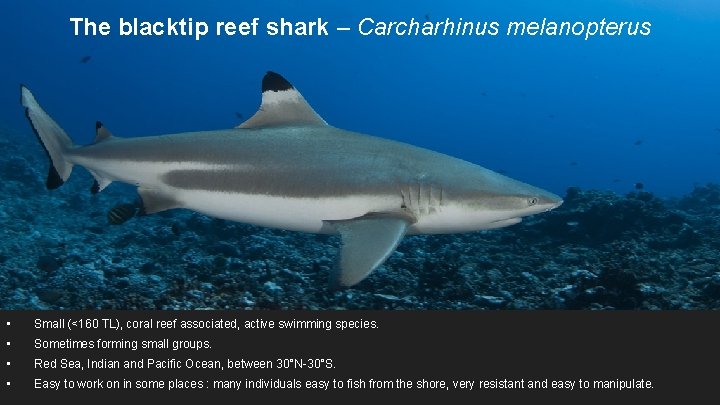 The blacktip reef shark – Carcharhinus melanopterus • Small (<160 TL), coral reef associated,