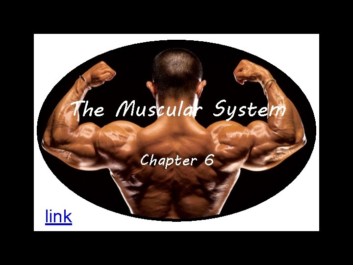 The Muscular System Chapter 6 link 