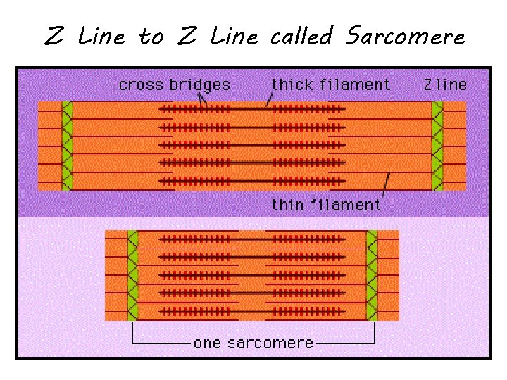 Z Line to Z Line called Sarcomere 