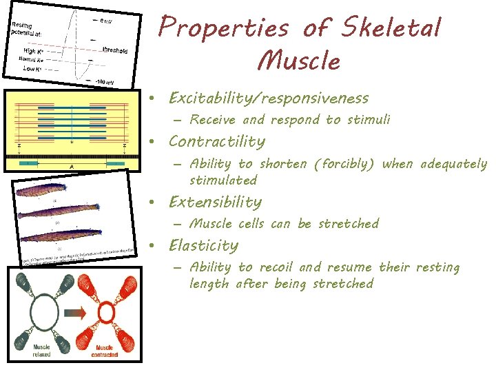 Properties of Skeletal Muscle • Excitability/responsiveness – Receive and respond to stimuli • Contractility