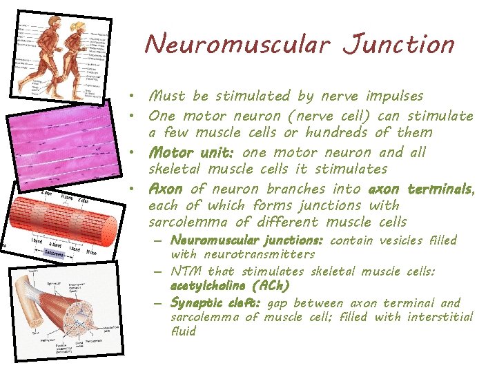 Neuromuscular Junction • Must be stimulated by nerve impulses • One motor neuron (nerve