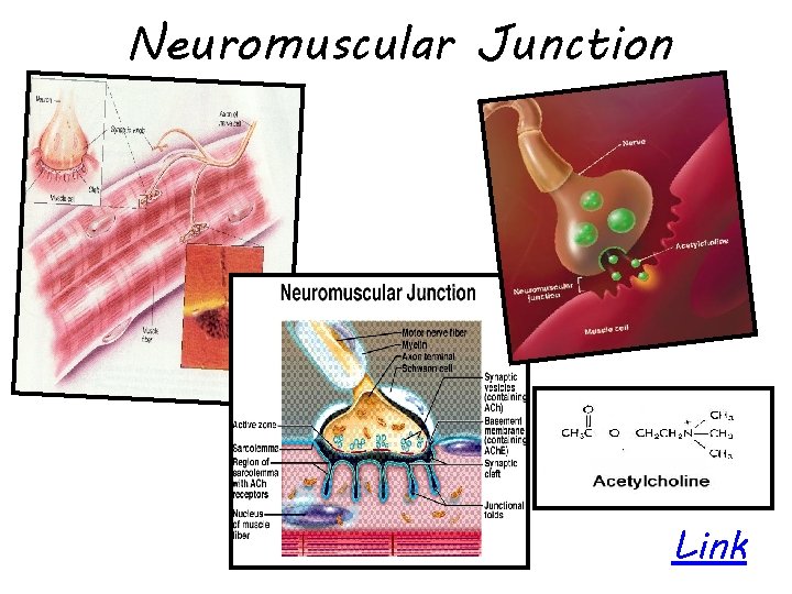 Neuromuscular Junction Link 