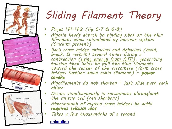 Sliding Filament Theory • Pages 191 -192 (fig 6. 7 & 6. 8) •