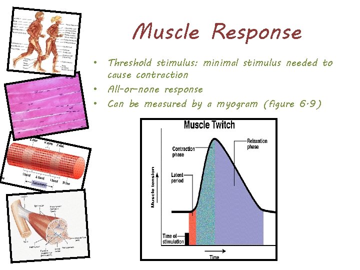 Muscle Response • Threshold stimulus: minimal stimulus needed to cause contraction • All-or-none response