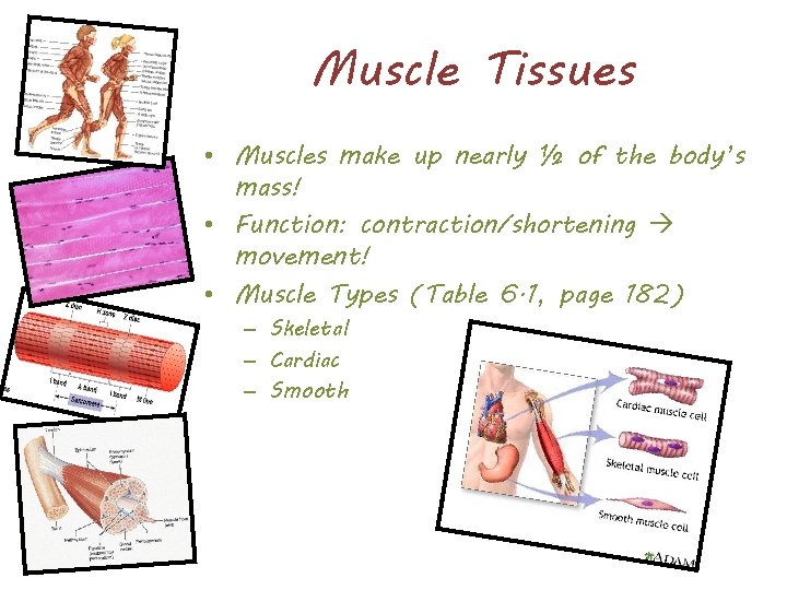 Muscle Tissues • Muscles make up nearly ½ of the body’s mass! • Function: