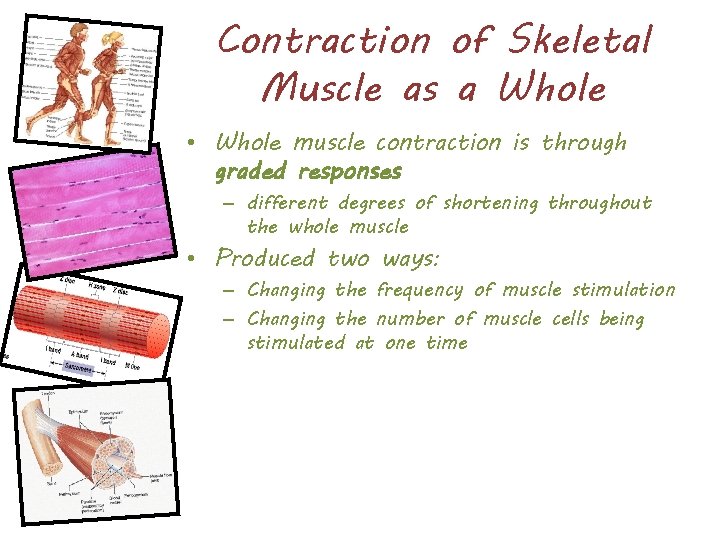 Contraction of Skeletal Muscle as a Whole • Whole muscle contraction is through graded