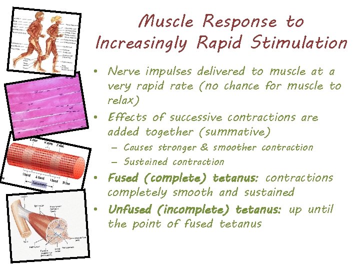 Muscle Response to Increasingly Rapid Stimulation • Nerve impulses delivered to muscle at a