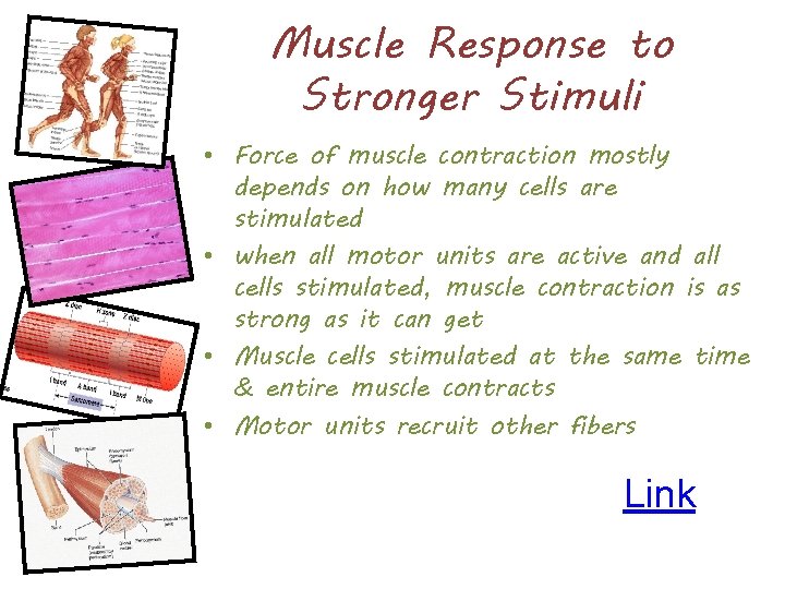 Muscle Response to Stronger Stimuli • Force of muscle contraction mostly depends on how