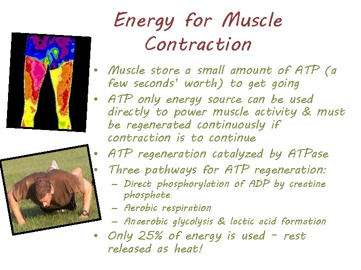 Energy for Muscle Contraction • Muscle store a small amount of ATP (a few