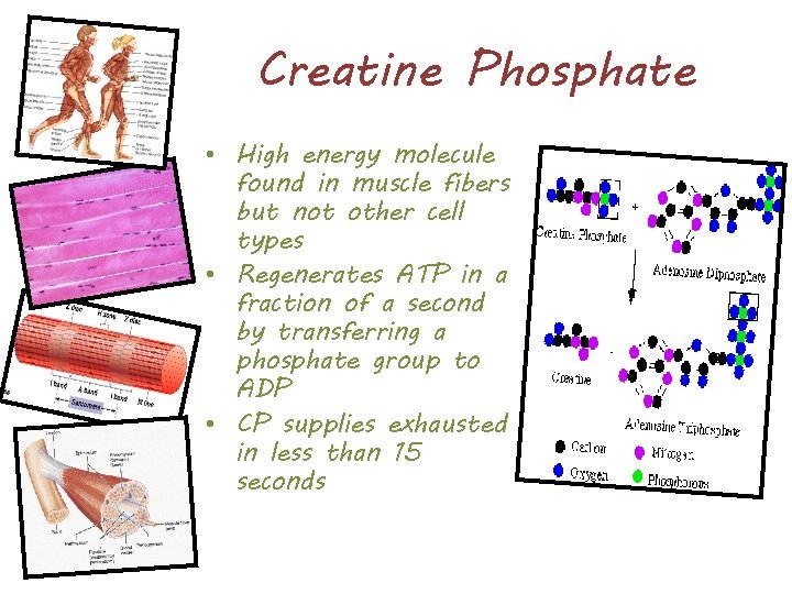 Creatine Phosphate • High energy molecule found in muscle fibers but not other cell