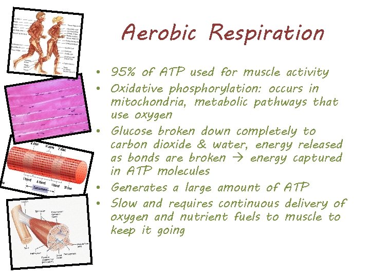 Aerobic Respiration • 95% of ATP used for muscle activity • Oxidative phosphorylation: occurs