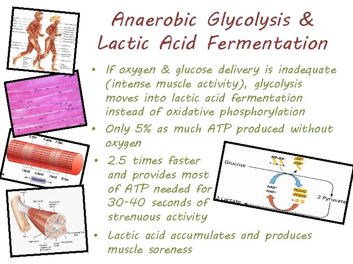 Anaerobic Glycolysis & Lactic Acid Fermentation • If oxygen & glucose delivery is inadequate