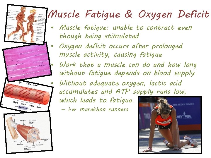 Muscle Fatigue & Oxygen Deficit • Muscle fatigue: unable to contract even though being