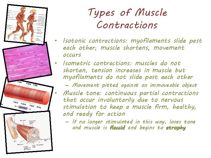 Types of Muscle Contractions • Isotonic contractions: myofilaments slide past each other, muscle shortens,