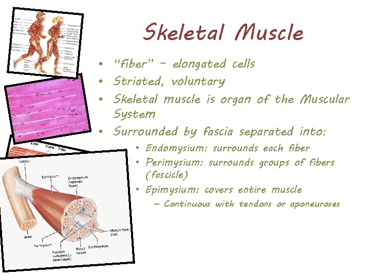 Skeletal Muscle • “fiber” – elongated cells • Striated, voluntary • Skeletal muscle is