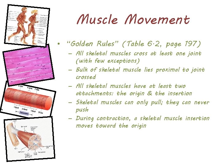 Muscle Movement • “Golden Rules” (Table 6. 2, page 197) – All skeletal muscles