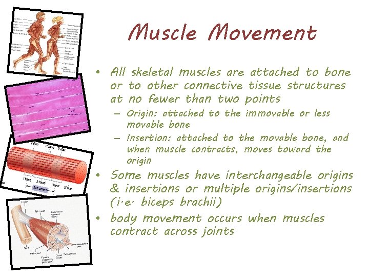Muscle Movement • All skeletal muscles are attached to bone or to other connective