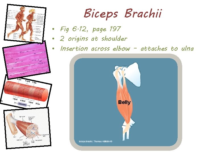 Biceps Brachii • Fig 6. 12, page 197 • 2 origins at shoulder •