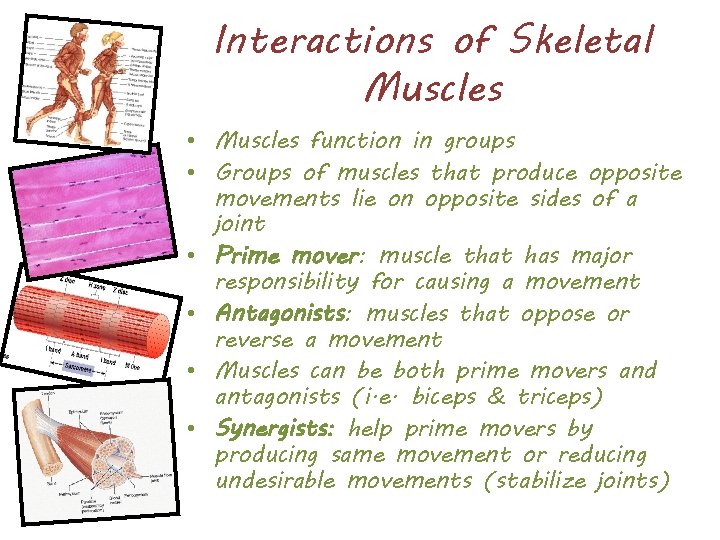 Interactions of Skeletal Muscles • Muscles function in groups • Groups of muscles that