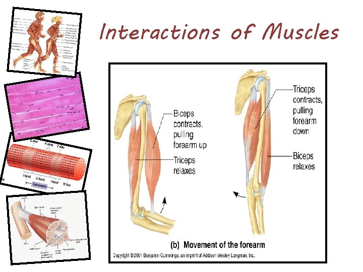 Interactions of Muscles 