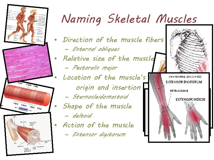 Naming Skeletal Muscles • Direction of the muscle fibers – External obliques • Relative