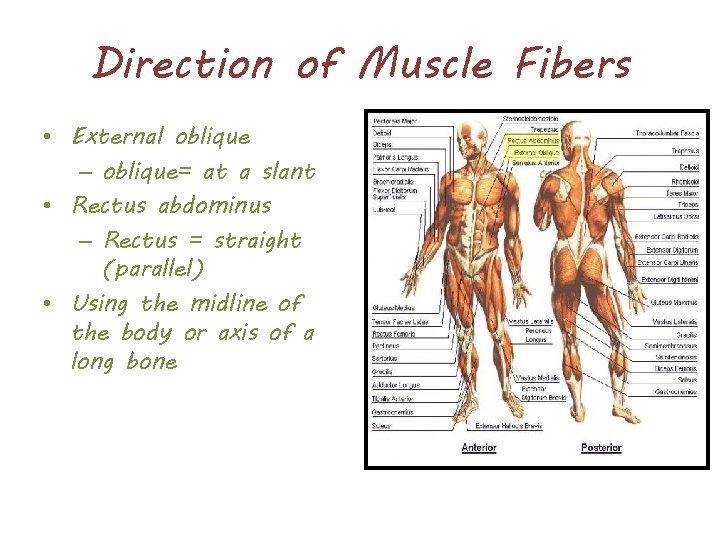 Direction of Muscle Fibers • External oblique – oblique= at a slant • Rectus