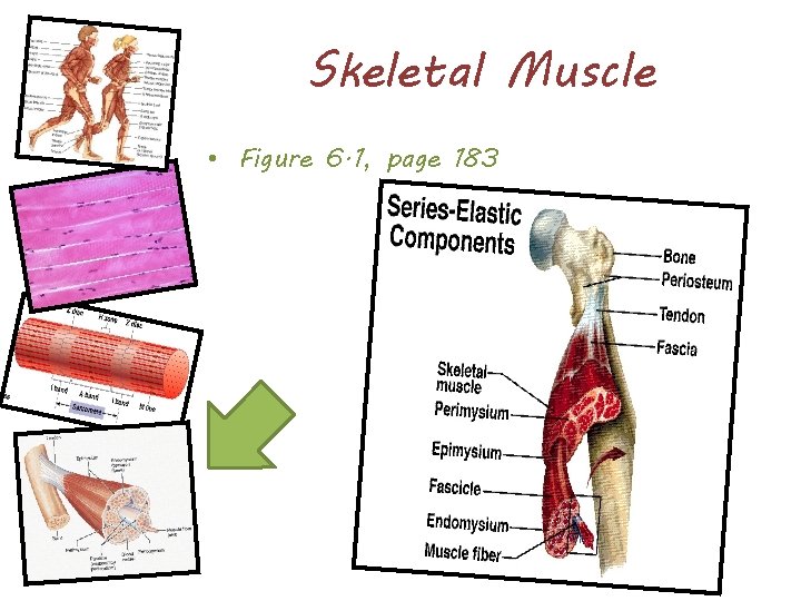 Skeletal Muscle • Figure 6. 1, page 183 