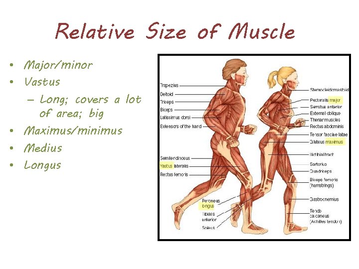 Relative Size of Muscle • Major/minor • Vastus – Long; covers a lot of