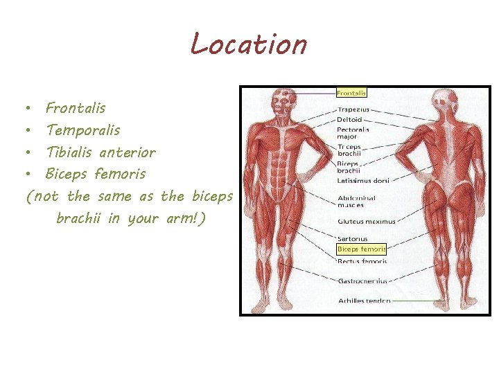 Location • Frontalis • Temporalis • Tibialis anterior • Biceps femoris (not the same
