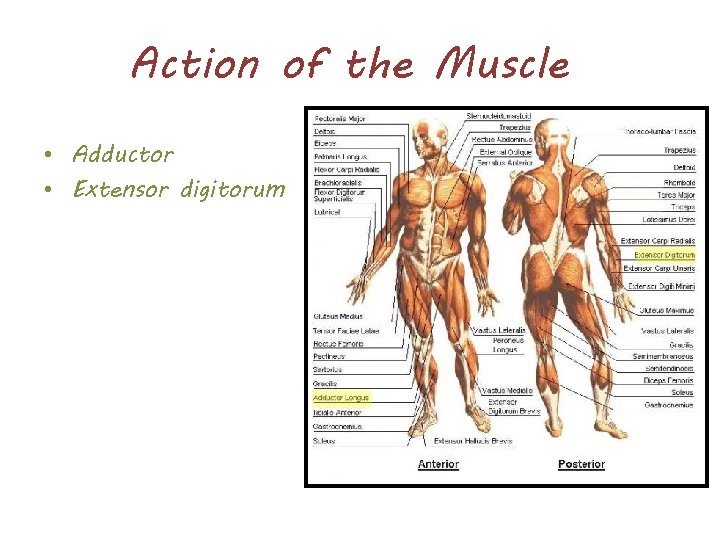 Action of the Muscle • Adductor • Extensor digitorum 