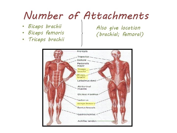 Number of Attachments • Biceps brachii • Biceps femoris • Triceps brachii Also give