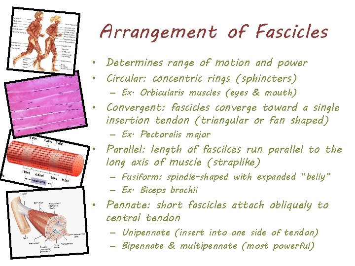 Arrangement of Fascicles • Determines range of motion and power • Circular: concentric rings
