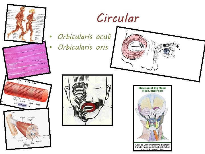 Circular • Orbicularis oculi • Orbicularis oris 