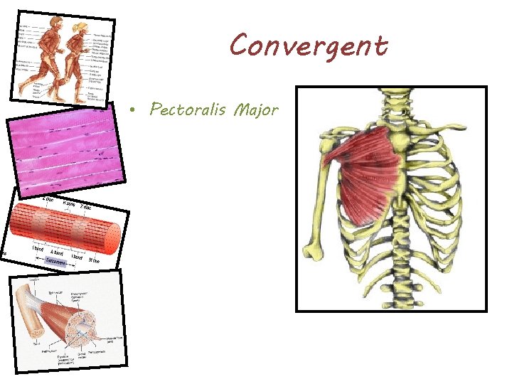 Convergent • Pectoralis Major 