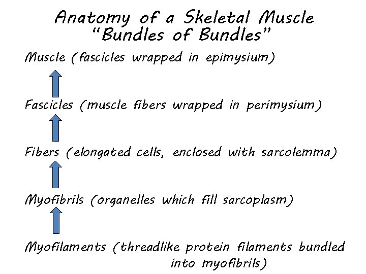 Anatomy of a Skeletal Muscle “Bundles of Bundles” Muscle (fascicles wrapped in epimysium) Fascicles