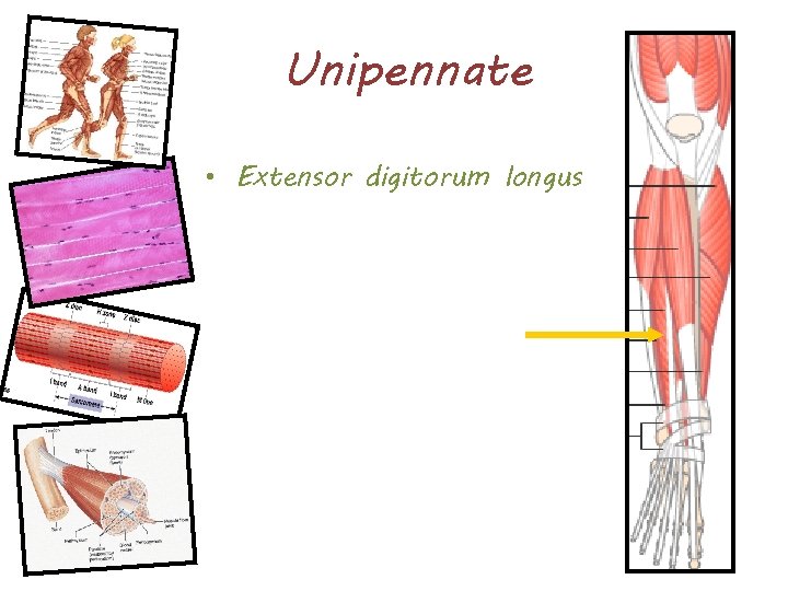 Unipennate • Extensor digitorum longus 